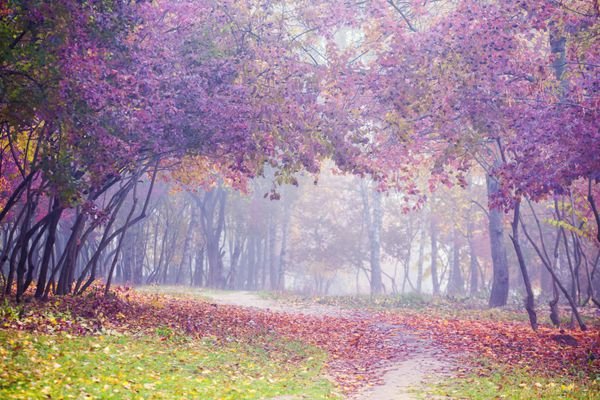  عکس درخت چنار در پاییز