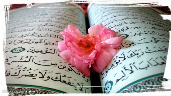  عکس زیبای گل و قرآن