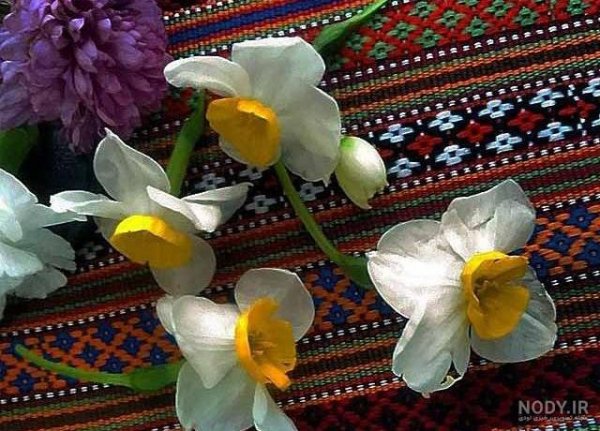  عکس قرآن و گل نرگس