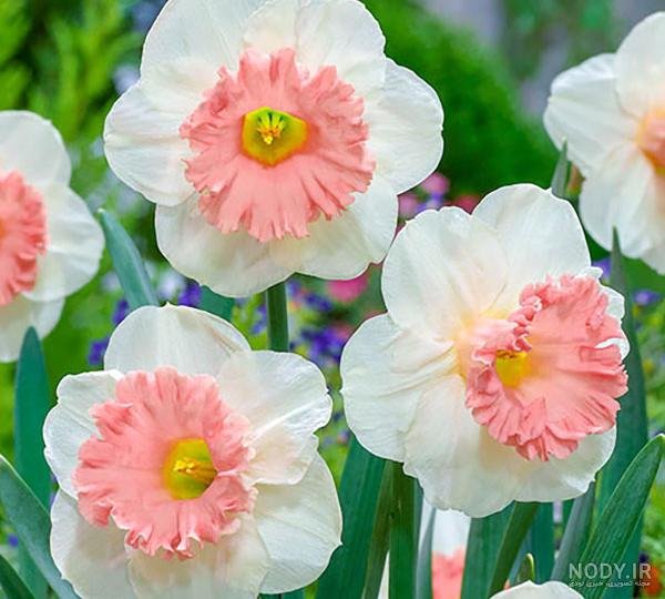  عکس قرآن و گل نرگس