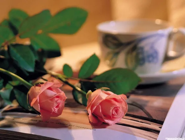  والپیپر گل و قرآن