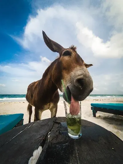  والپیپر دانش آموزی