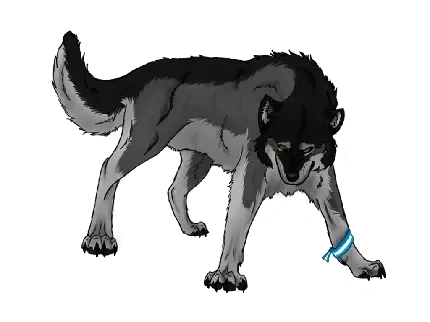  عکس گرگ برای پروفایل پسرانه