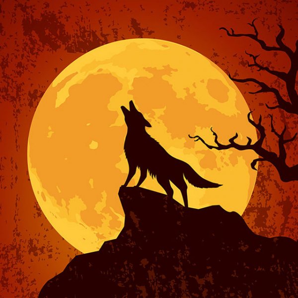 عکس گرگ و ماه