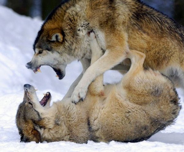  عکس گرگ و ماه