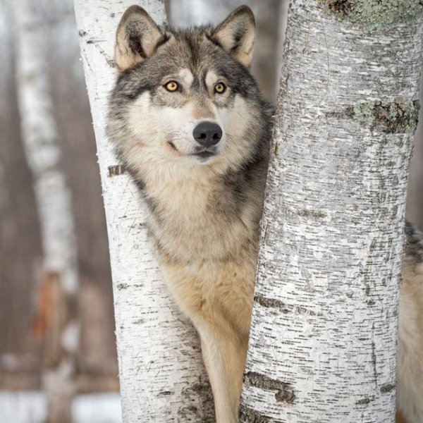  عکس گرگ و ماه