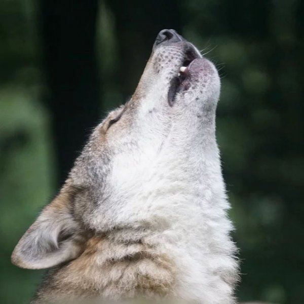  عکس گرگ و ماه