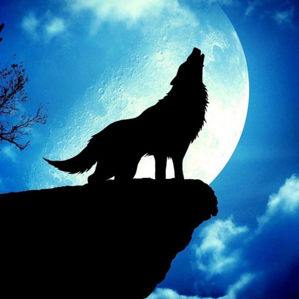  عکس گرگ و ماه