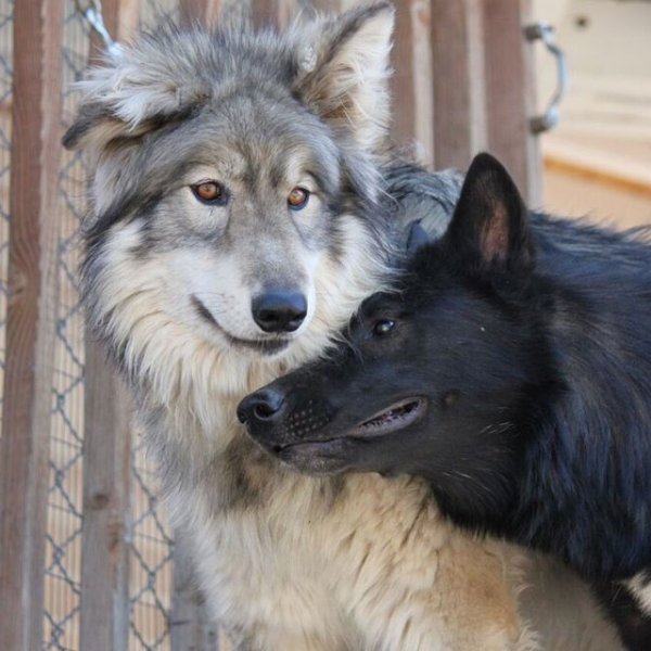  عکس گرگ و ماه