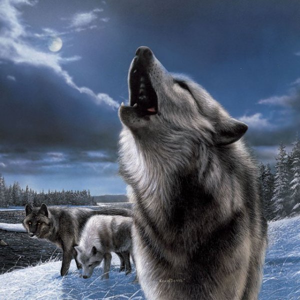  عکس گرگ و ماه