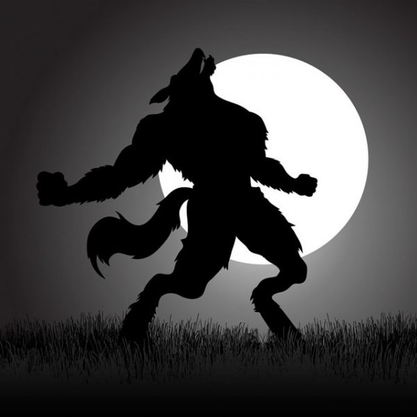  عکس گرگ و ماه