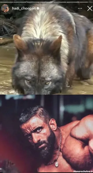 عکس گرگ واقعی برای پروفایل