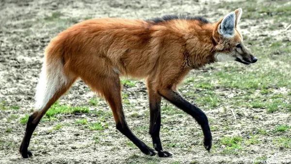  عکس گرگ واقعی برای پروفایل