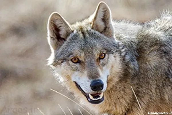  عکس گرگ واقعی برای پروفایل