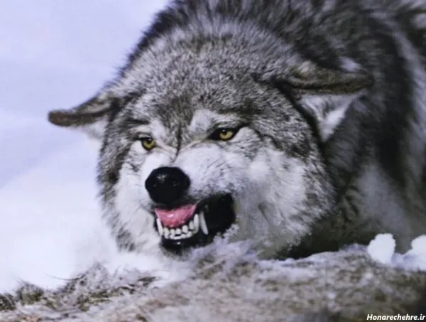  عکس گرگ واقعی برای پروفایل