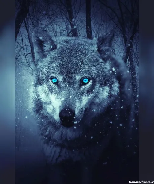  عکس گرگ واقعی برای پروفایل