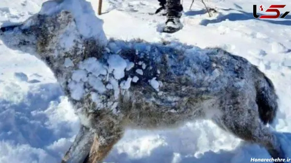  عکس گرگ واقعی برای پروفایل