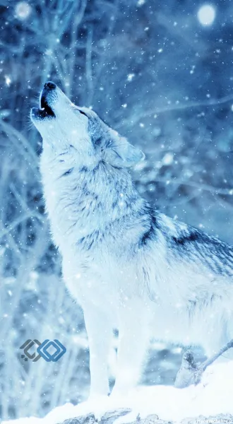  عکس گرگ سفید با کیفیت hd