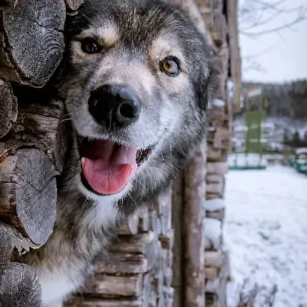  عکس نقاشی دو گرگ سفید و سیاه 4K