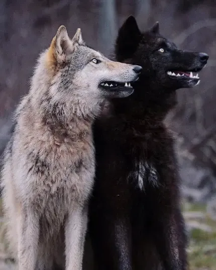  عکس نقاشی دو گرگ سفید و سیاه 4K