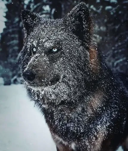  عکس نقاشی دو گرگ سفید و سیاه 4K