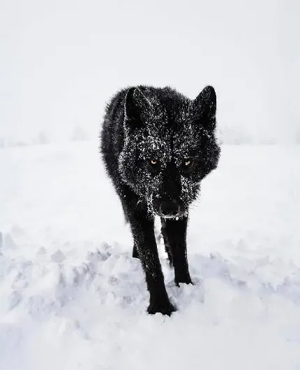  عکس گرگ جذاب در برف