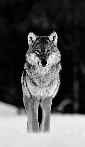  تصویر پس زمینه زیبا و جذاب گرگ فانتزی