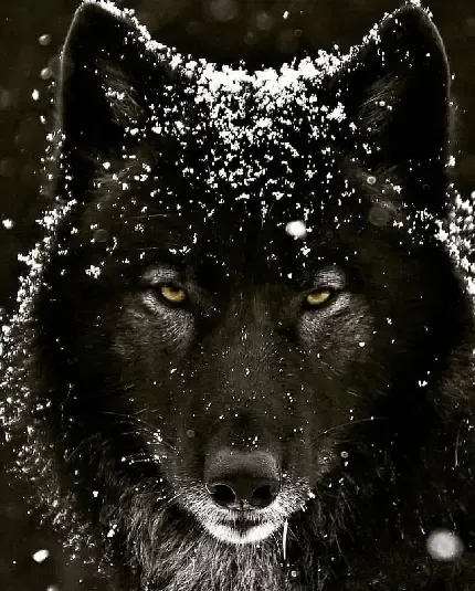  تصویر پس زمینه زیبا و جذاب گرگ فانتزی