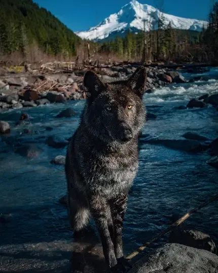  تصویر پس زمینه زیبا و جذاب گرگ فانتزی