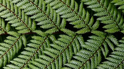  والپیپر عکس کارتونی گرگ با کیفیت HD