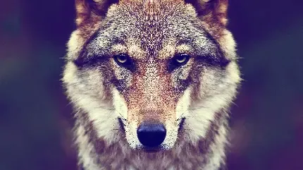  والپیپر عکس کارتونی گرگ با کیفیت HD