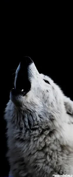 والپیپر گرگ سفید و فانتزی برای پروفایل دخترانه