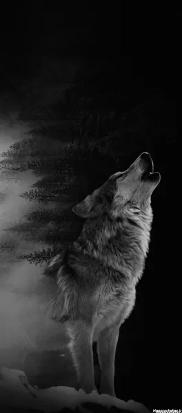  والپیپر گرگ سفید و فانتزی برای پروفایل دخترانه