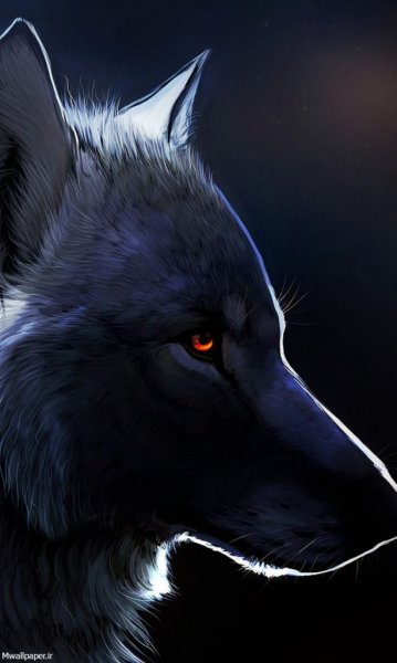  عکس گرگ زیبا برای تصویر زمینه