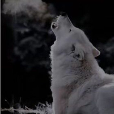  عکس گرگ خاکستری برای پروفایل