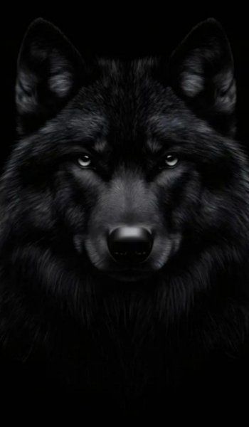  عکس گرگ خاکستری برای پروفایل