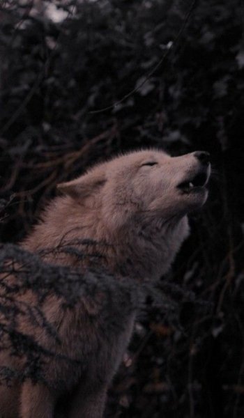  عکس گرگ خاکستری برای پروفایل