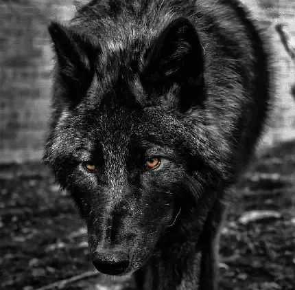  عکس گرگ خاکستری در شب با کیفیت hd