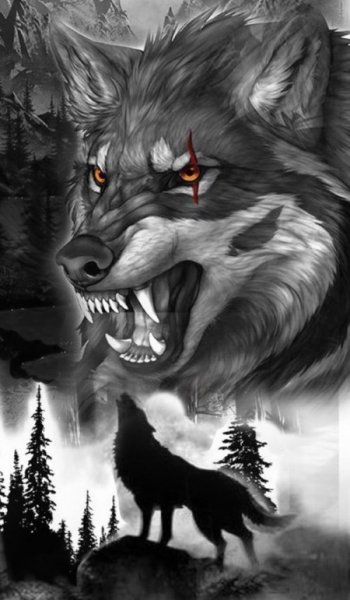  عکس گرگ تنها زخمی