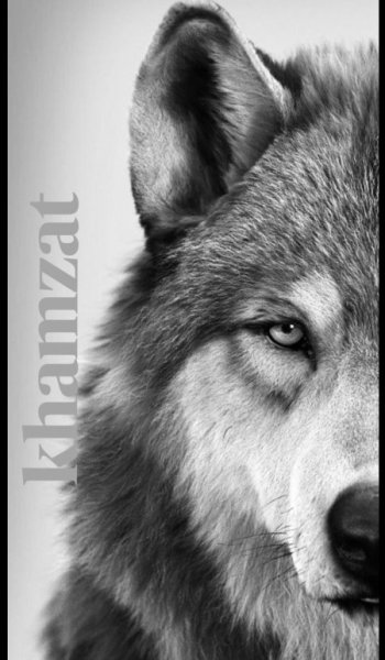  عکس گرگ تنها زخمی