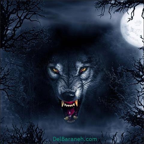  عکس گرگ وحشی با کیفیت بالا