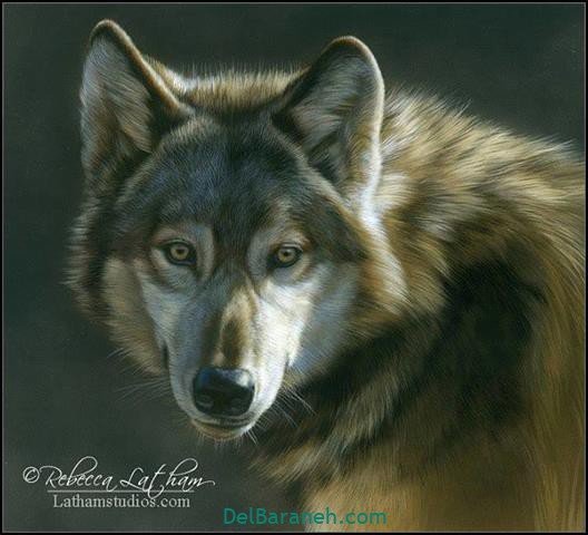  عکس گرگ وحشی با کیفیت بالا