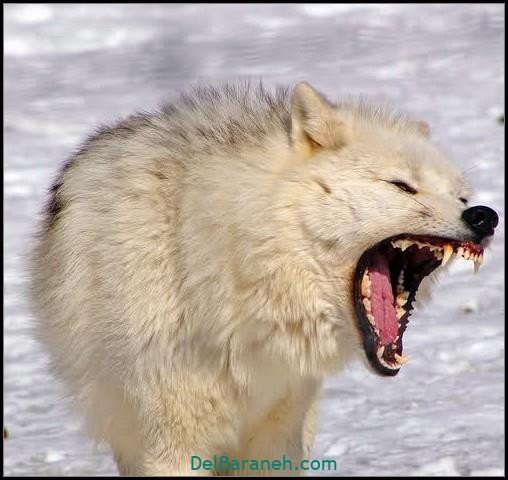  عکس گرگ وحشی با کیفیت بالا