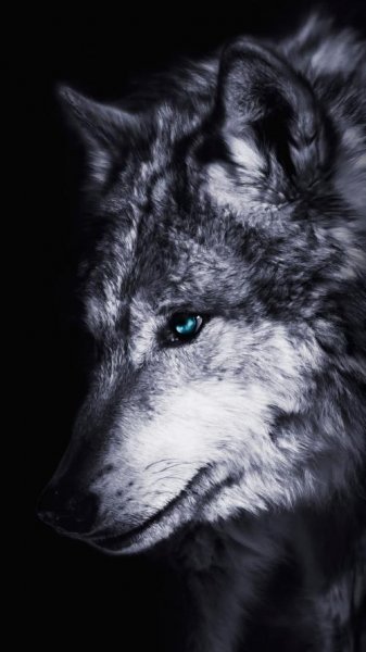  عکس گرگ فانتزی