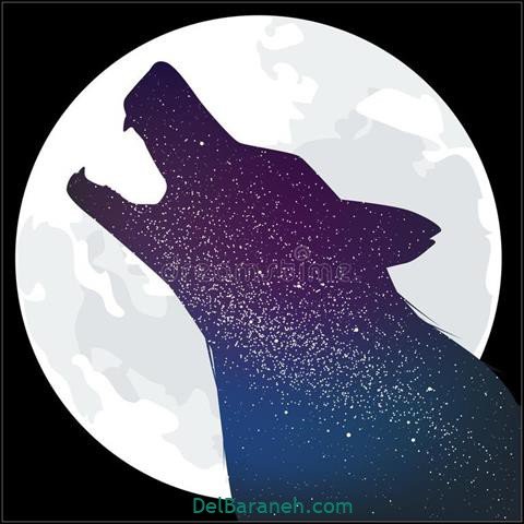  عکس گرافیکی گرگ