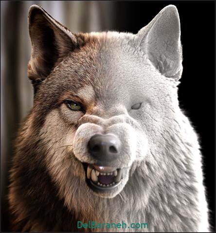  عکس گرافیکی گرگ