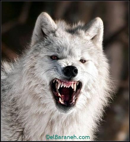  عکس گرافیکی گرگ