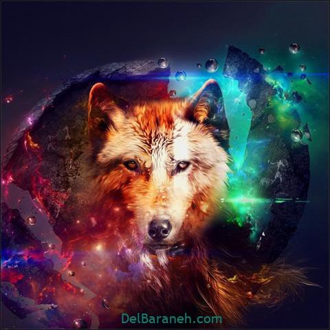  عکس گرافیکی گرگ