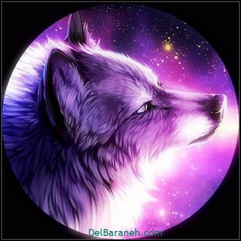  عکس گرافیکی گرگ