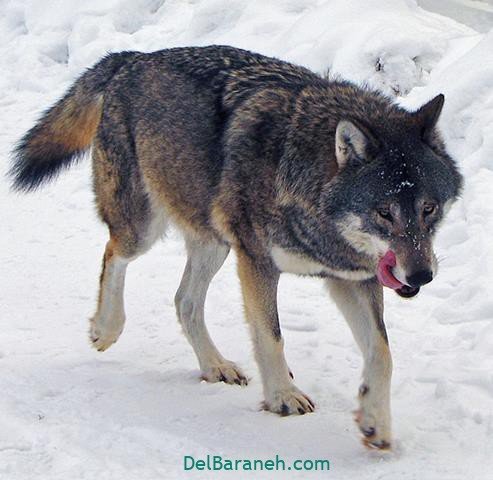  عکس گرافیکی گرگ